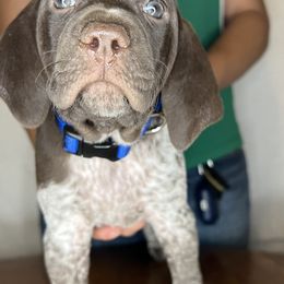 German Shorthaired Pointer Puppies from MCP Kennels