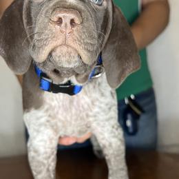German Shorthaired Pointer Puppies from MCP Kennels
