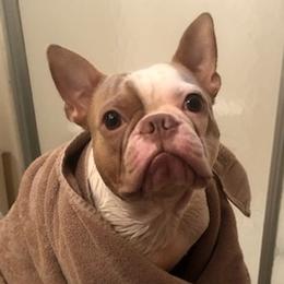 Boston Terriers from McDonald’s Farm