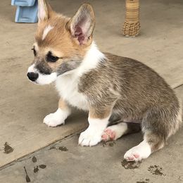 Pembroke Welsh Corgi Puppies from Indian Valley Corgies