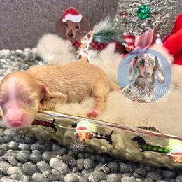 Eddy - Cream male Dachshund puppy in Adamsville, Tennessee from Shiloh Ridge Dachshunds