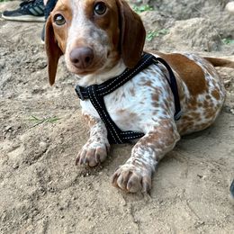 Luna - Dachshund
