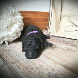 Poodle Puppies from Spangled Standard Poodles