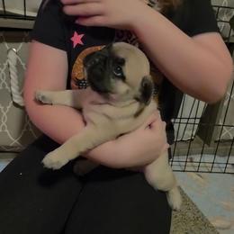 Male masked fawn - Fawn male French Bulldog puppy in Phoenix, Arizona from ANE French Bulldogs