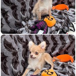 KIM - Blue fawn female Chihuahua puppy in Williamsburg, Virginia from PAWSitive Cheeky Chihuahua LLC