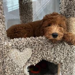 Bisbee-F1B - Red  female Goldendoodle puppy in Chino Valley, Arizona from Whiskey Row Royals