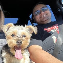 Yorkshire Terriers from Yorkshire Estate Yorkies