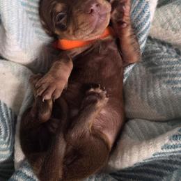 Orange collar boy - Chocolate and tan male Dachshund puppy in St. Agatha, Maine from Spruce Valley Miniature Dachshunds & Boston Terriers