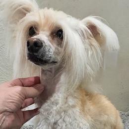 Chinese Crested puppies from Bent Oak Chinese Cresteds