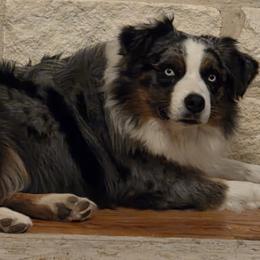 Bentley - Australian Shepherd