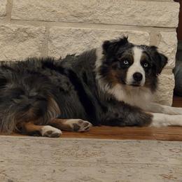 Bentley - Australian Shepherd