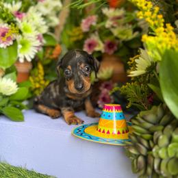 Silver dapple 1 - Dapple male Dachshund puppy in Wills Point, Texas from East Mini Dachshunds Texas