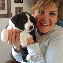 Border Collie Puppies from Ridge Kap Border Collies