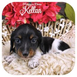 KELLAN - AKC Registered - Black and tan male Dachshund puppy in Graceville, Florida from Misty's 101 Doxies