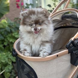 Theo - Chocolate merle male Pomeranian puppy in Stockton, California from lunas_poms