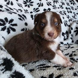Guava - Red tri-color female Australian Shepherd puppy in Albany, Oregon from Red Cloud Australian Shepherds and DeGray Great Danes & Bulldogs