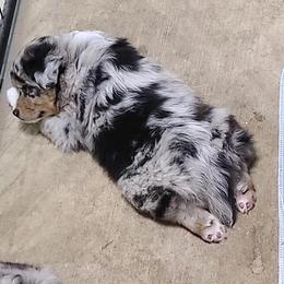 Miniature Australian Shepherd and Toy Australian Shepherd Puppies from Beasley Acres Aussies