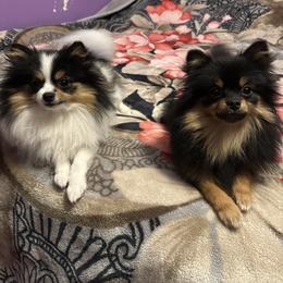 Pomeranian All Grown Up from Tiny Paw Pomeranians