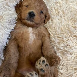 Australian Labradoodle Puppies from Catskill Country Labradoodles