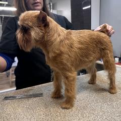 Mila - Brussels Griffon