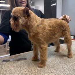 Mila - Brussels Griffon