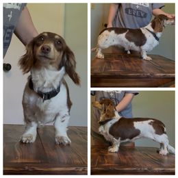 Moo (Pet Only) - Chocolate and cream female Dachshund puppy in Goldthwaite, Texas from Mini Mama Dachshunds