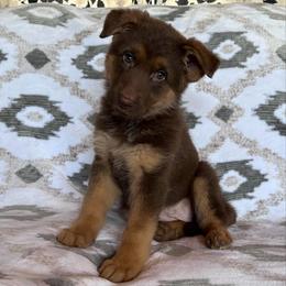 Trouble - Liver female German Shepherd puppy in New Cambria, Missouri from Des Hausraben Shepherds