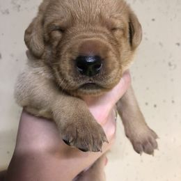 Labrador Retriever Puppies from Westbrook UK Labs