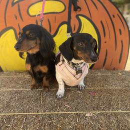 Dachshund and Pembroke Welsh Corgi All Grown Up from Kendaline Kennels