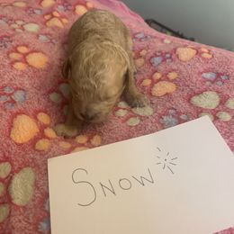 Cavapoo Puppies from Ginger Doodle Babies
