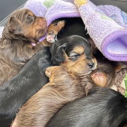 Yorkshire Terriers from Waggin Buddies Litter