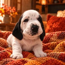 Penny - Black and white female Basset Hound puppy in Pilot Mtn, North Carolina from Lowdown Love Basset Hounds