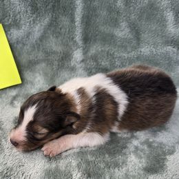 Ginger - White and sable female Shetland Sheepdog puppy in Caldwell, Texas from Candyce Witte