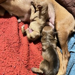 Miniature Pinscher puppies from RisingStar Miniature Pinschers