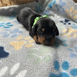 CKC Boy 1 Green - Black and tan male Dachshund puppy in Grand Valley, Pennsylvania from Dachshunds on the Hill