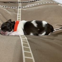 Miniature Schnauzer Puppies from Circle R Ranch