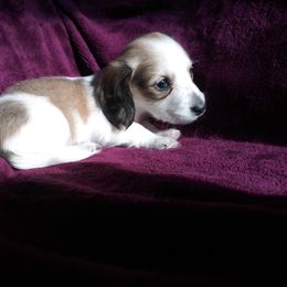 Dachshund Puppies from Cuddlehound Kennels
