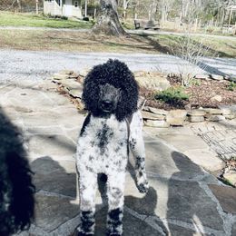 Finely - Poodle