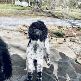 Finely - Poodle
