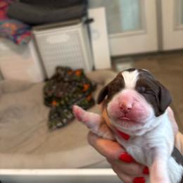 Prince - Liver and white male English Springer Spaniel puppy in Borrego Springs, California from Desert Willow Kennel