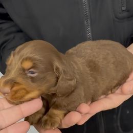 Chocolate Moose - Chocolate and tan male Dachshund puppy in Ft Dodge, Iowa from Secret Reality