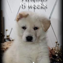 Artemis - White male German Shepherd puppy in Sequim, Washington from German Shepherd Haus