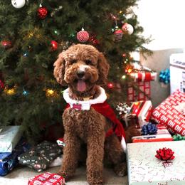 Bailey - Goldendoodle