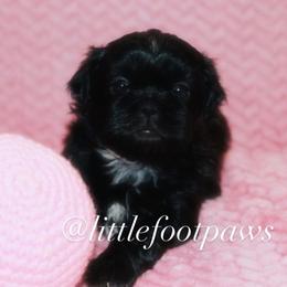 Cookies n Cream - Black and white female Shih Tzu puppy in Texas from Little Foot Paws 🐾
