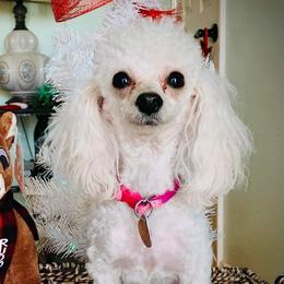 Zoey May - Poodle