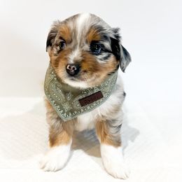 Miniature Australian Shepherd and Toy Australian Shepherd Puppies from Columbia Coast Toy & Mini Aussies