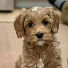 Australian Labradoodle Puppies from High Desert Labradoodles