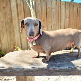 Piper - Dachshund