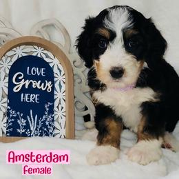Amsterdam - Tri-color female Bernedoodle puppy in Beecher, Illinois from Erica’s Doodles