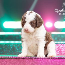 Aussiedoodle, Bordoodle, Goldendoodle, and Sheepadoodle Puppies from Crooked Creek Doodles and Poodles